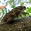 cigarras