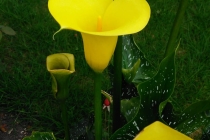 blog_ult_17-5-2023_bogota_jardim