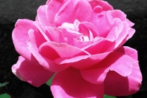 blog_ult_17-5-2023_bogota_rosa_1