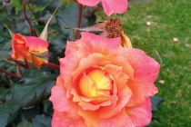 blog_ult_17-5-2023_bogota_rosa_2