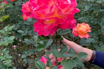blog_ult_17-5-2023_bogota_rosa_4