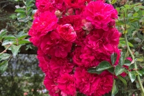 blog_ult_17-5-2023_bogota_rosa_6