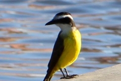 Bem-te-vi