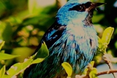 Saí-azul