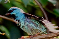 Saí-azul
