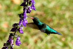 Beija-flor
