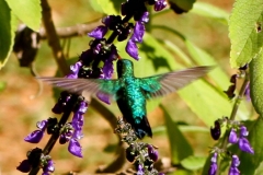 Beija-flor